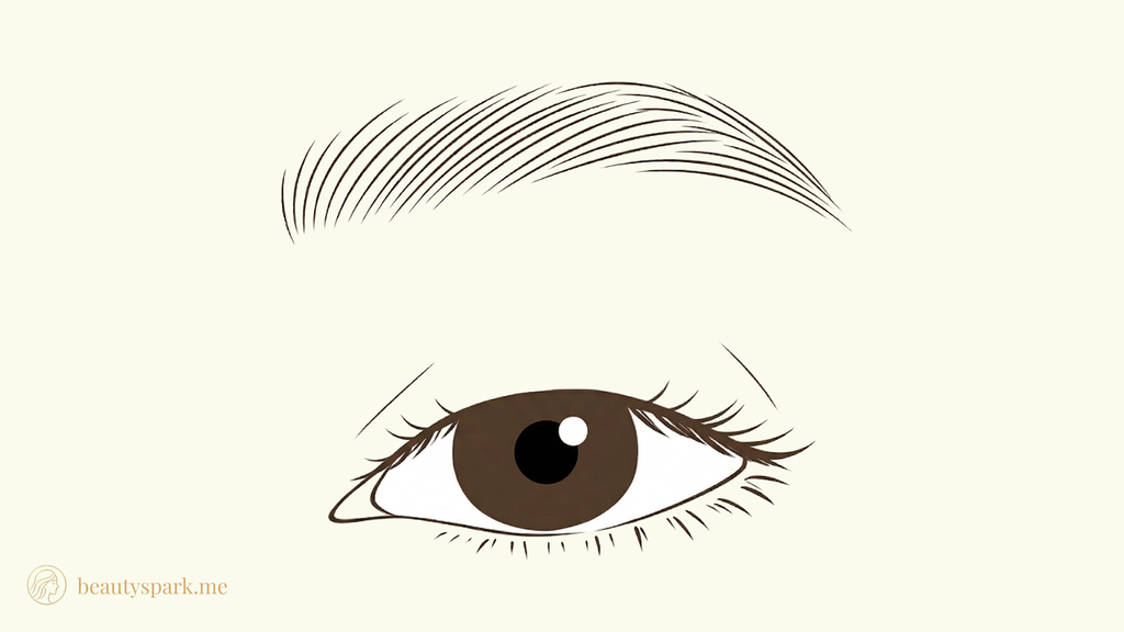 Monolid eye shape illustration
